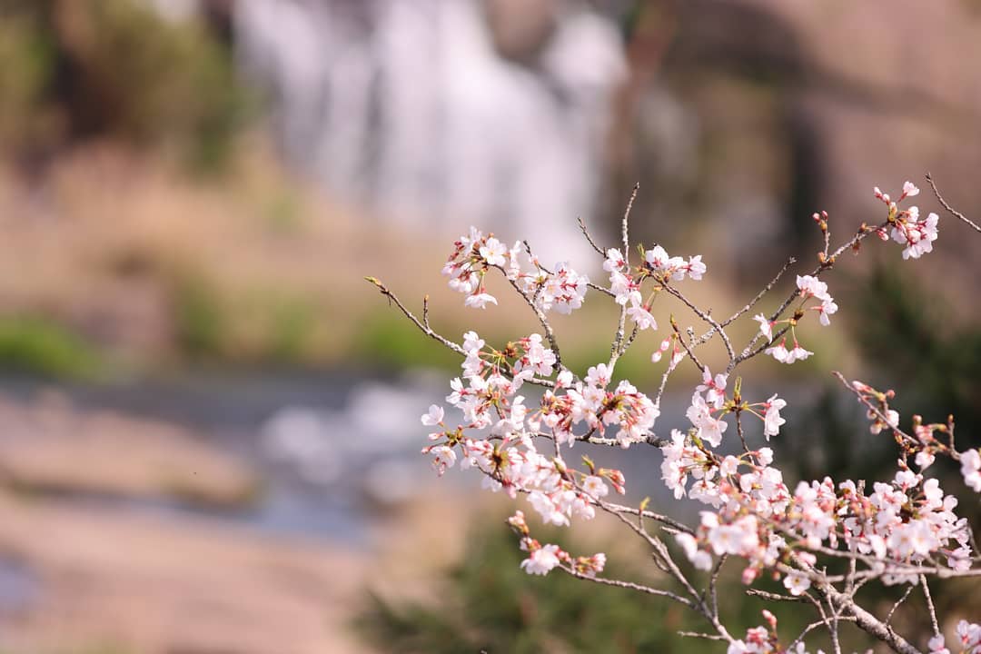 渓流の桜。 今年は新型コロナウイルスの影響でお花見も出来ませんでした。。。この写真は3月末に曽木の滝へ出かけた際、撮影したものです。まだ蕾も混じっている状態でしたが、この後は出かけることもできなくなり、今年唯一の撮影となりました 来年は満開の桜を撮りたいものです