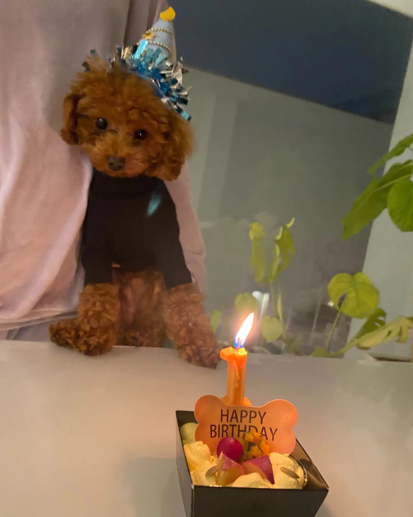 愛犬フィンくん、今日は1歳のお誕生日でした