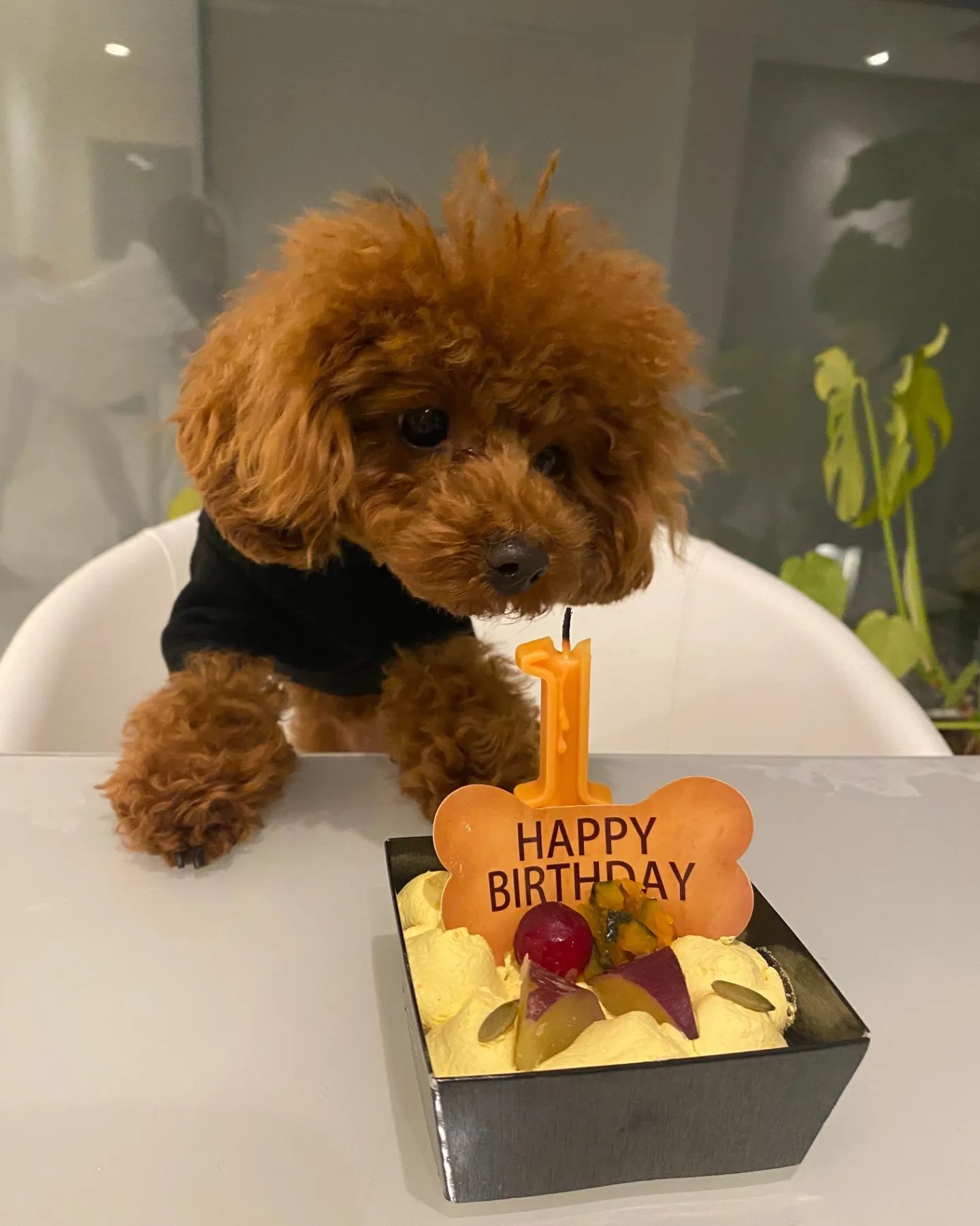 愛犬フィンくん、今日は1歳のお誕生日でした