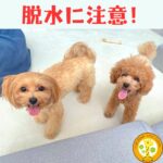 猛暑では脱水とめまいにご注意を